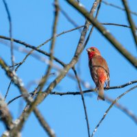 Чечевица :: Владимир Лазарев