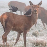 Фото репортаж из зоопарка -13 :: irina Schwarzer 