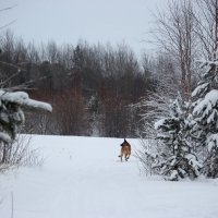 Любительница природы овчарка в тайге! :: Владимир