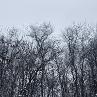 Снежное небо :: М С