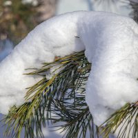 *** :: Игорь Протасов