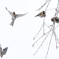 Чечетки. :: Владимир Безбородов