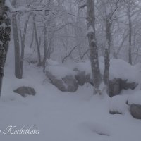 Природа Крыма :: Amazing Cosmea