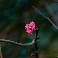 Зима цветущая :: Виктор 