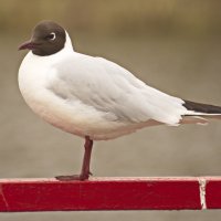 на отдыхе :: Владимир Зырянов