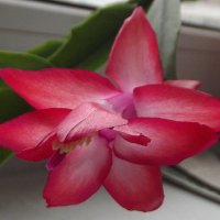 Декабрист :: Freddy 97