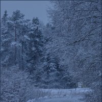 На опушке леса... :: Наталья Rosenwasser