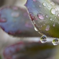 *** :: Sergey Grim *** :: Sergey Grim