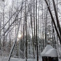 Зимний лес :: Юлия Денискина