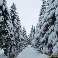 Ели под снегом :: Елена Сухорученкова