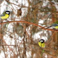 Трио синичек :: Андрей Снегерёв