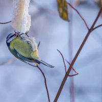 Лазоревка :: Виктория 