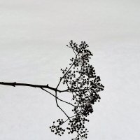 Зимний рисунок. :: Любимова Ольга 