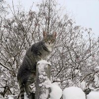 ... :: Natali-C C ... :: Natali-C C