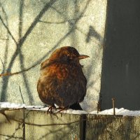 в саду зимой :: ИННА ПОРОХОВА в саду зимой :: ИННА ПОРОХОВА