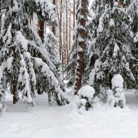 Сосновый бор во власти снега. :: Милешкин Владимир Алексеевич 