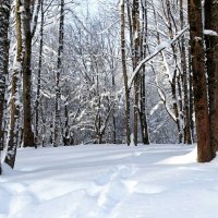Зимний парк. :: Милешкин Владимир Алексеевич Зимний парк. :: Милешкин Владимир Алексеевич