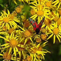 Бабочка Пестрянка на цветах :: Наталья ***