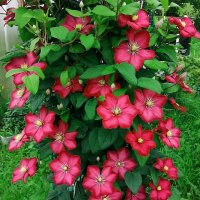 Клематисы :: Наталья ***