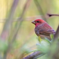 Чечевица :: Владимир Лазарев