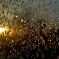 Серебряные яблоки луны :: Maria Rainer