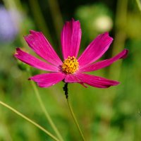 КОСМЕЙКА. :: nadyasilyuk Вознюк