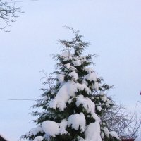 Туя в зимнем наряде :: Людмила Смородинская