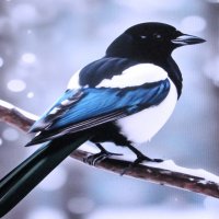 Что-то высматривает :: Людмила Смородинская Что-то высматривает :: Людмила Смородинская