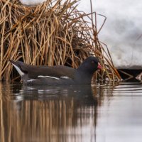 камышница :: юрий макаров