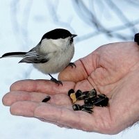 Вы разрешите? :: Галина Нестратова