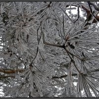 Графика зимы :: Ольга Довженко Графика зимы :: Ольга Довженко