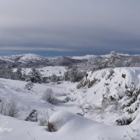 Природа Крыма :: Amazing Cosmea