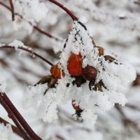 Зимние серёжки :: Ольга 