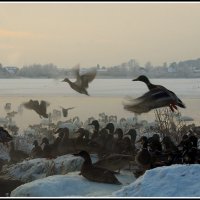 Настало времечко :: Aleksandr Gal Настало времечко :: Aleksandr Gal