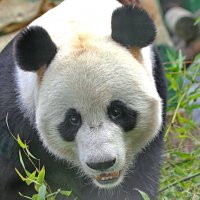 ...за стеклом ... :: Andrey Bragin 