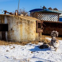 Кошачья стража. :: Шурф Сьлядек 