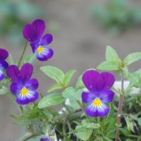 Из сада. :: сергей ермошкин Из сада. :: сергей ермошкин