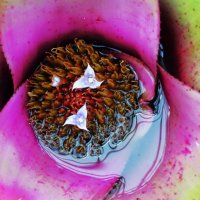 Словно бабочки вылупились небольшие цветочки :: Aida10 