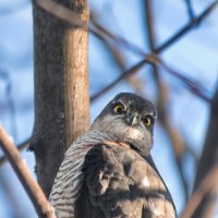 Да не косой я, а ястреб. :: Татьяна Бравая