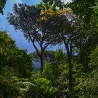 Giardini la mortella :: Dmitriy Dikikh Giardini la mortella :: Dmitriy Dikikh