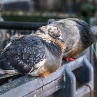 Голубь — помойная птица. :: Анатолий. Chesnavik.