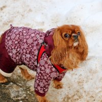 Бетти (Кинг чарльз спаниель) :: Светлана 