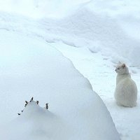 Белая на белом :: Елена 