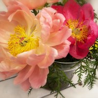 Пионы. :: Лилия * Пионы. :: Лилия *