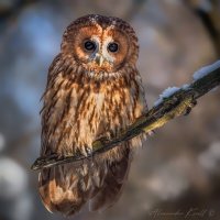 Бездна в глазах :: Александр К. Бездна в глазах :: Александр К.