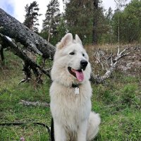 БЕЛЫЙ ПЕС-ЧЕРНЫЙ НОС. Сегодня день братьев наших меньших. :: Виталий Половинко