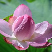 Лотос села Быковка :: Игорь Сарапулов