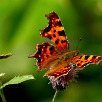 опять про бабочек...350 :: Александр Прокудин