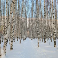 «Берёзы в зимнем убранстве похожи на застенчивых невест, застывших в ожидании весеннего тепла». :: Анастасия Логинова «Берёзы в зимнем убранстве похожи на застенчивых невест, застывших в ожидании весеннего тепла». :: Анастасия Логинова