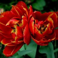 Пионовидные тюльпаны :: Елена Сухорученкова